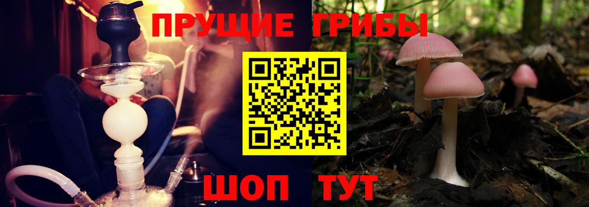 Галлюциногенные грибы прущие грибы  Псилоцибиновые грибы Psilocybine cubensis  Протвино  Вход с VPN 